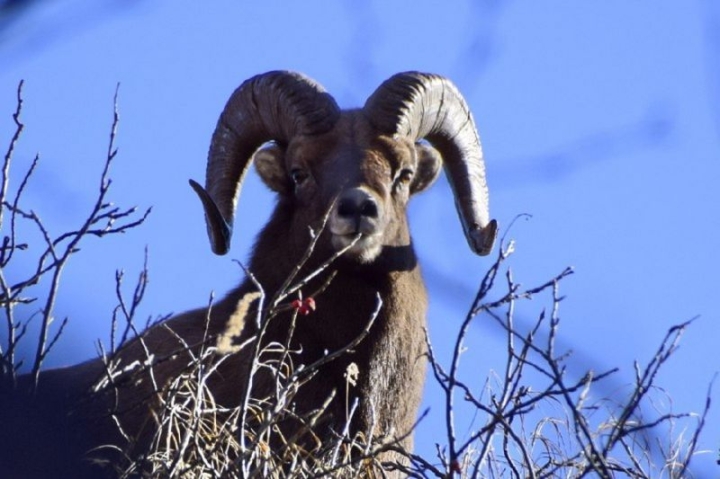 Kamchatka’s Vanishing Sheep: A Global Cry for Habitat Preservation