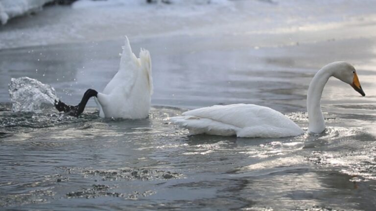 Rare Swans Grace Kamchatka’s Volcanic Caldera: A Migration Marvel