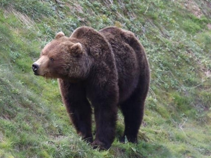 Kamchatka’s New Hope: Major Rehab Center for Orphaned Bear Cubs Announced