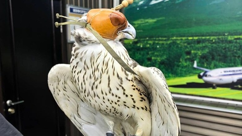 Feathered Diplomacy: Kamchatka’s Rare Gyrfalcons Embark on Epic Journey to Qatar