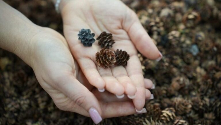 Kamchatka’s Green Future: Russia’s Far East Reforestation Drive