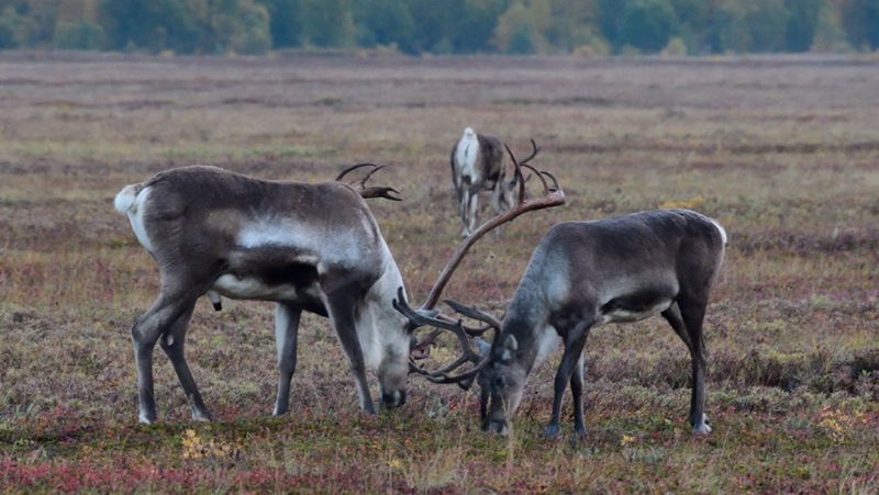 Russian Volcano Erupts, Endangered Reindeer Thrive Amidst Ash