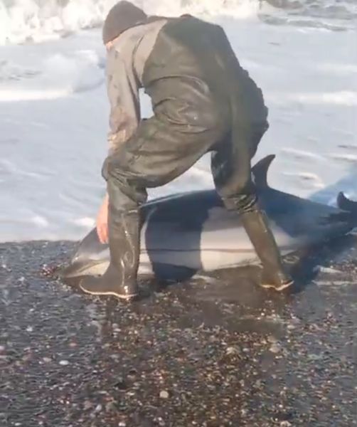 Stranded Dolphin Calf Saved on Russia’s Far East Coast