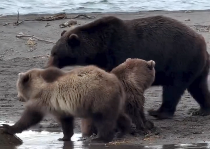 Kamchatka’s Wild Heart: A Mother Bear’s Desperate Race Against Winter