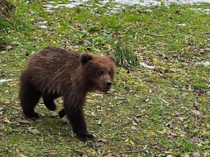 Kamchatka’s Fed Bear Cubs Get Second Chance: Experts Prioritize Wild Instincts