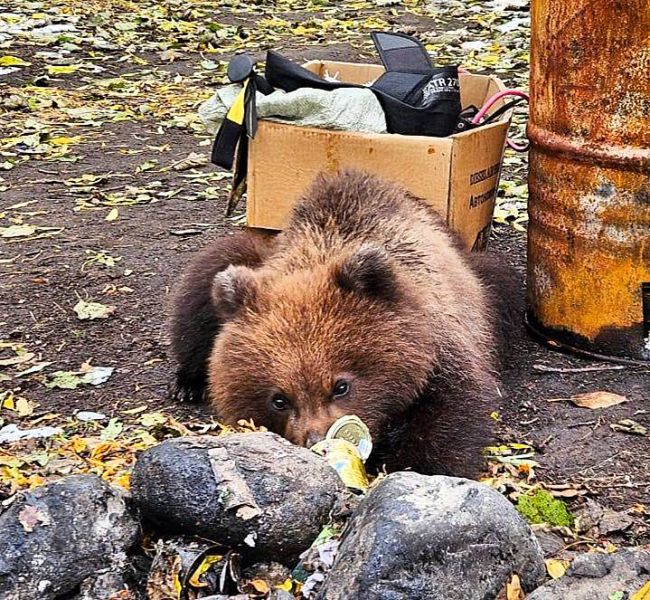 Kamchatka’s Orphaned Cubs: A Desperate Plea Amidst Bureaucratic Hurdles