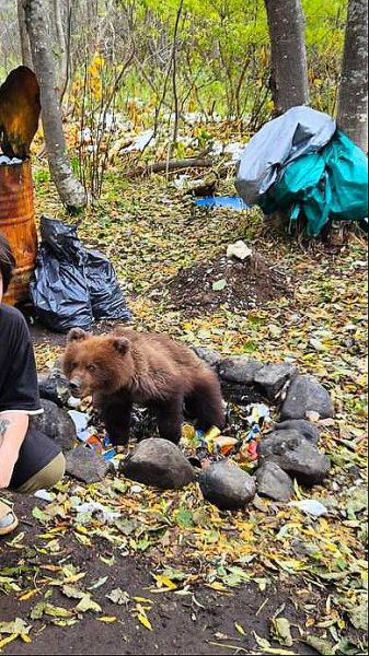 Orphaned Kamchatka Cubs Face Peril, Moscow Sanctuary Offers Lifeline
