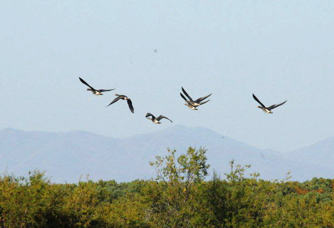 Kamchatka’s Avian Travelers Begin Global Odyssey: A Spectacle of Nature