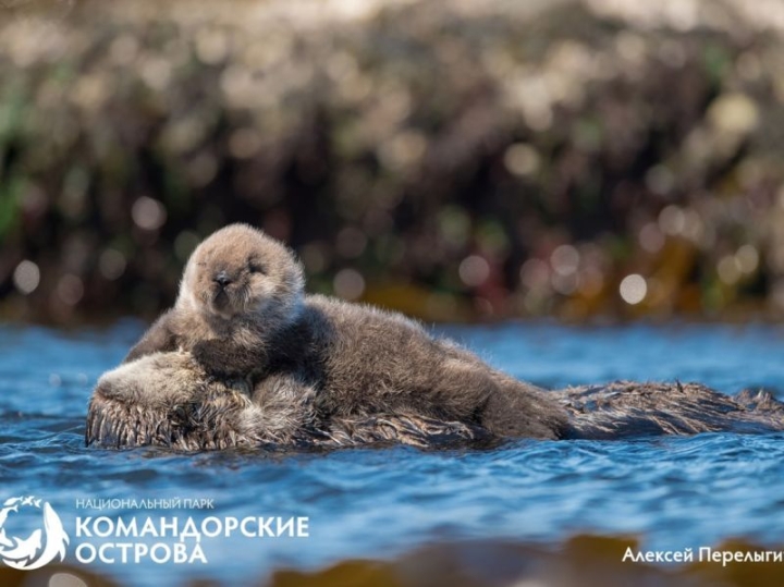 Russia’s Protected Sea Otters Face Dire Threat After Sevenfold Decline