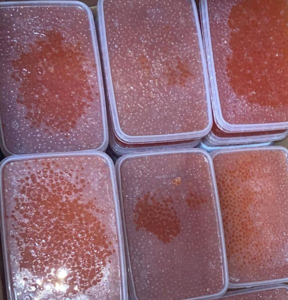 Kamchatka’s Endless Struggle: 4 Tons of Unmarked Caviar Exported Weekly