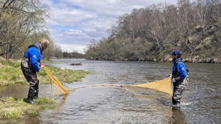 Kamchatka’s Harvest: Scientific Outlook on Pacific Salmon for 2025