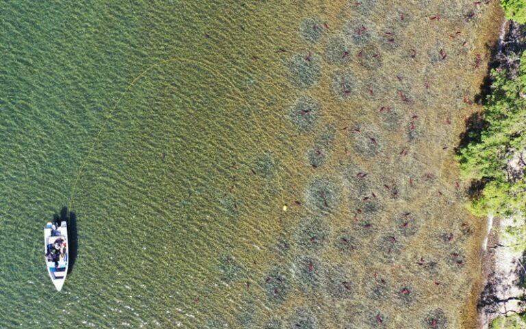 Kamchatka’s Sockeye Under Drone Watch: Unlocking Asia’s Spawning Secrets