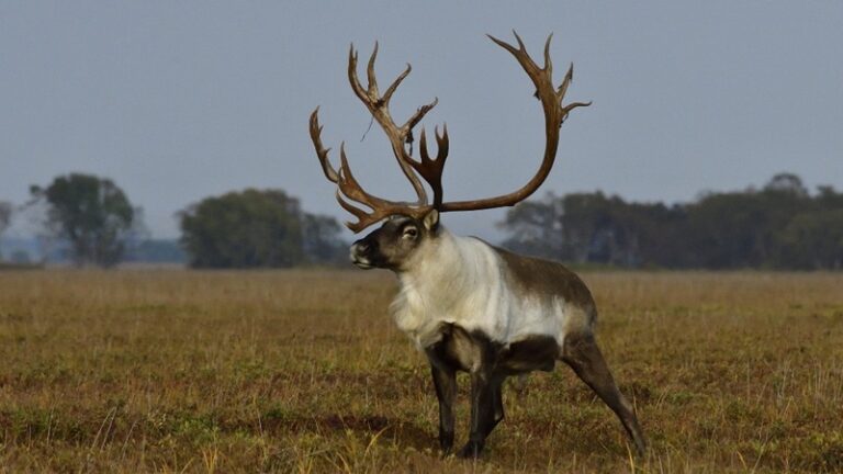 Kamchatka’s Wild Reindeer: An Epic Migration and Urgent Conservation Call
