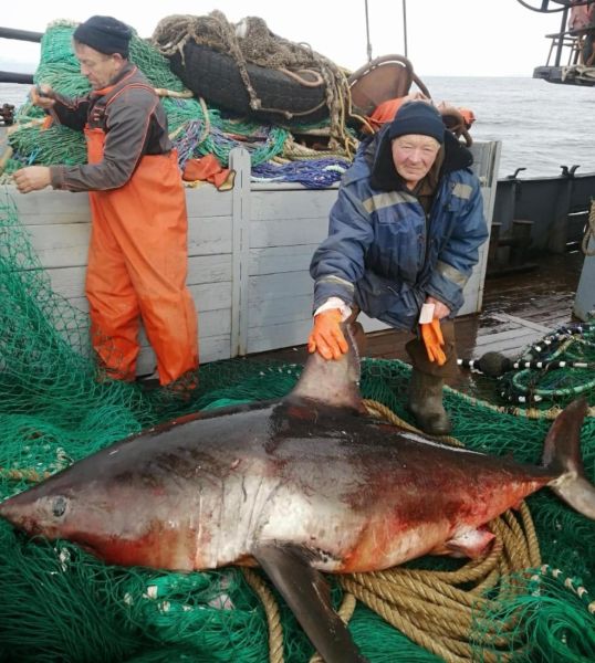 Kamchatka Fishermen’s Epic Haul: A ‘Queen’ Shark Shakes the Pacific