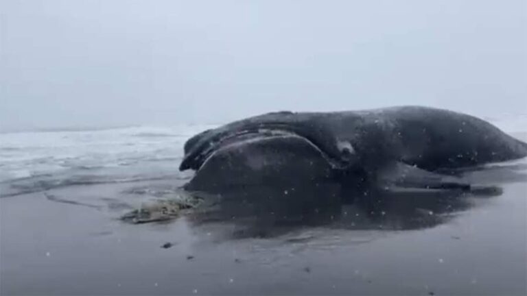 Rare Whale’s Tragic End Off Kamchatka Raises Conservation Alarm