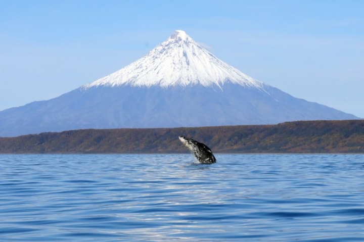 Kamchatka’s Whale Haven: A Global Beacon for Gray Whale Conservation