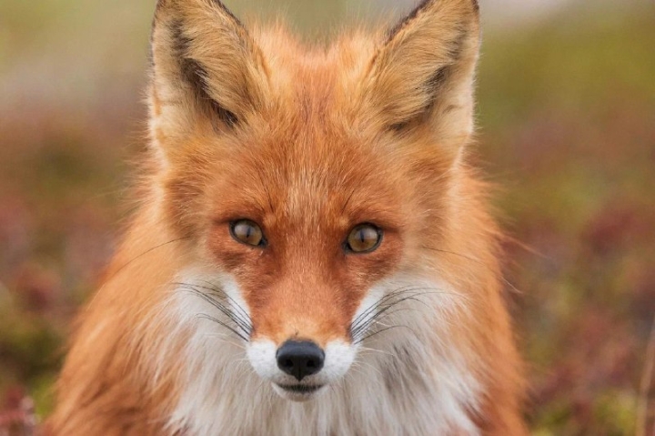 Kamchatka’s Fiery Foxes: Cunning Wildlife Challenges Reserve Rangers