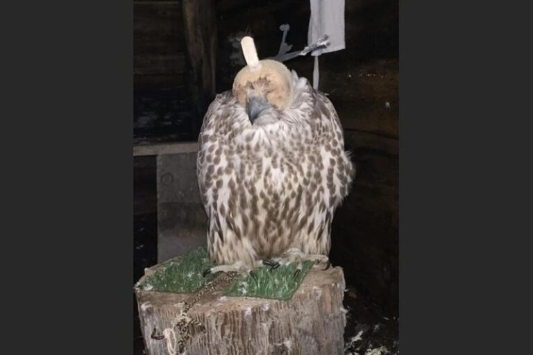 Russia Cracks Down on Rare Falcon Poaching, Uncovers Illegal Wildlife Scheme