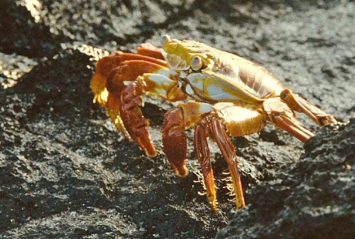 Wild Russia on Screen: Kronotsky Reserve Invites to Free Film Series