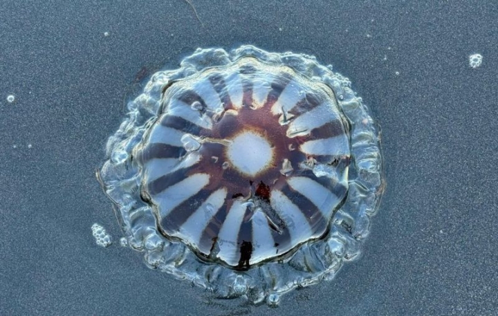 Kamchatka Ranger Swaps Bear Country for Pacific Coastline’s Mysteries