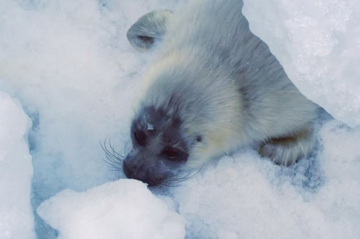 Russia’s Wild Wonders: Kronotsky Sanctuary Screens Global Conservation Films