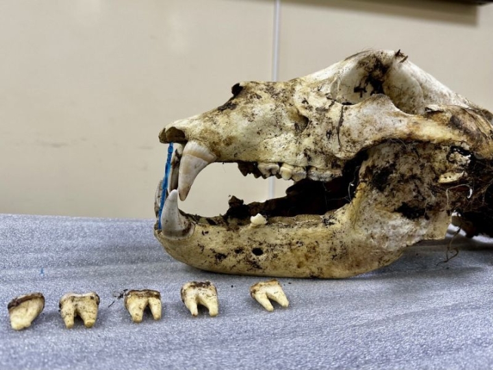 Relic of the Wild: Kamchatka Bear Skull Fosters Inter-Park Collaboration