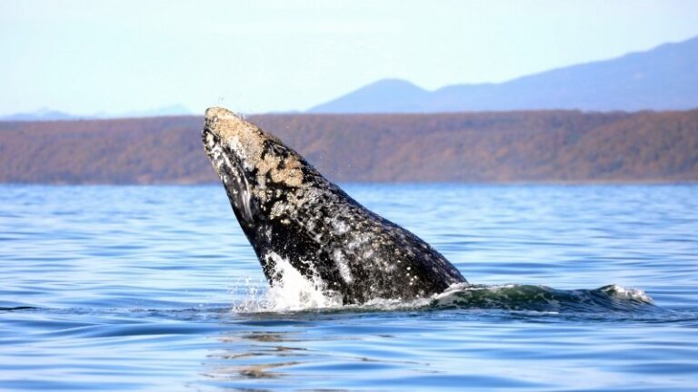 Rare Gray Whales Thrive in Russian Sanctuary, Offering Hope for Species