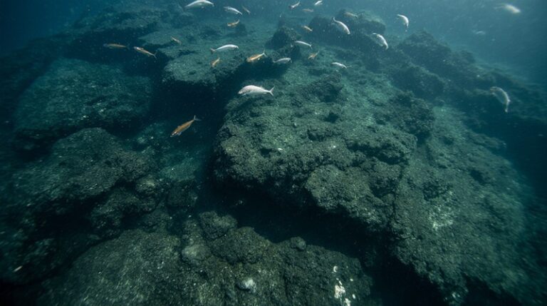 Kamchatka’s Seismic Aftermath: A Long-Term Ripple for Marine Life & Regional Fisheries