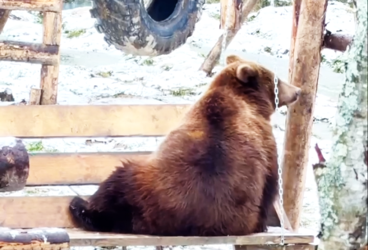Potapych, Kamchatka’s Orphaned Cub, Charms Audiences on Moscow Swing