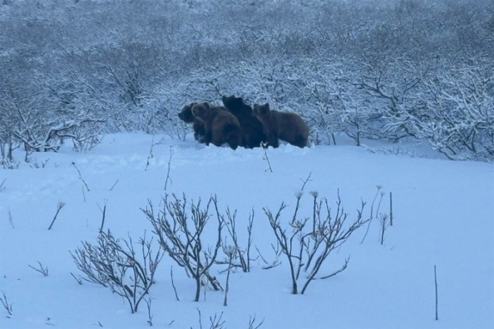Kamchatka’s Bears Postpone Hibernation, Drawn by Abundant Late-Season Feast