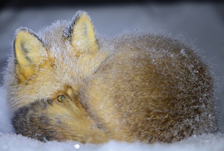 From Wilds to Wellness: Kamchatka Foxes & The Global ‘Curl-Up Day’