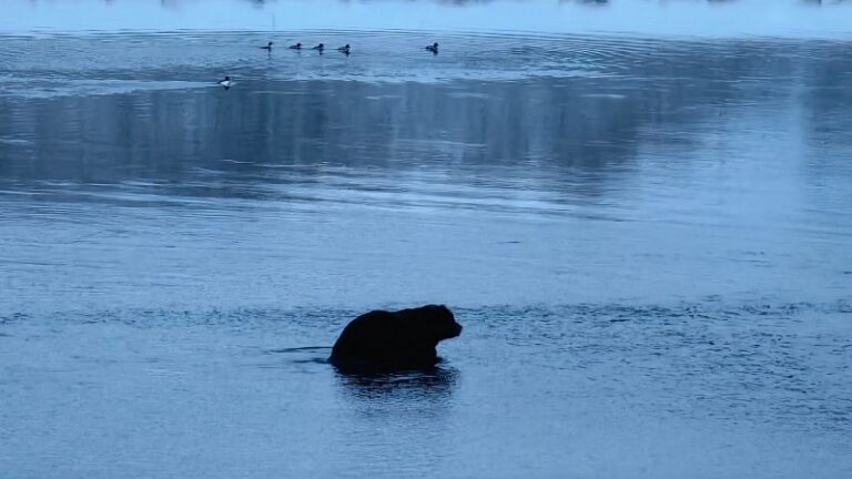 Kamchatka’s Bears Skip Hibernation: A Stark Climate Warning