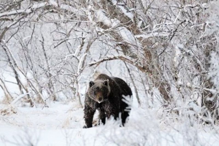Unseasonal Alert: Kamchatka Bears Forgo Hibernation, Sparking Eco-Concerns