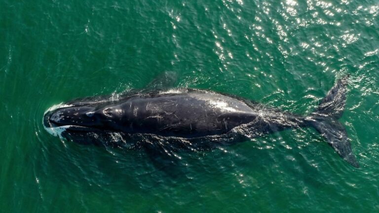 Okhotsk Bowheads on Brink: Russia’s New Catalog Reveals Perilous Threats