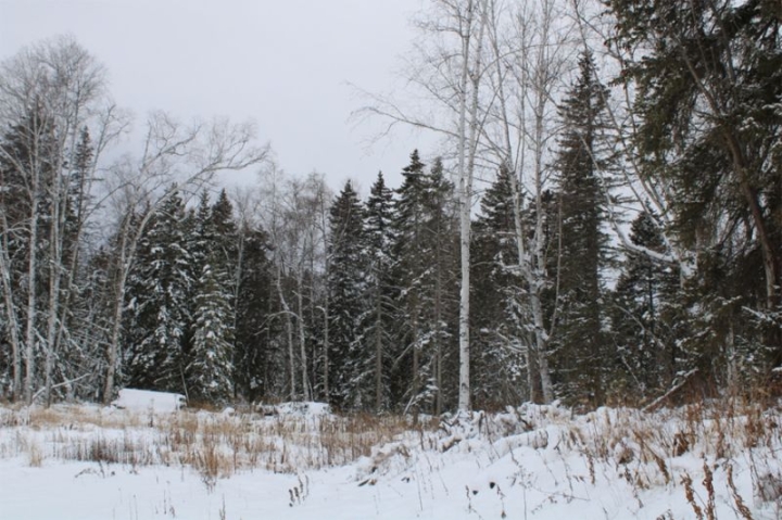 Kamchatka’s Green Shield: Forest Fines Combat Environmental Damage