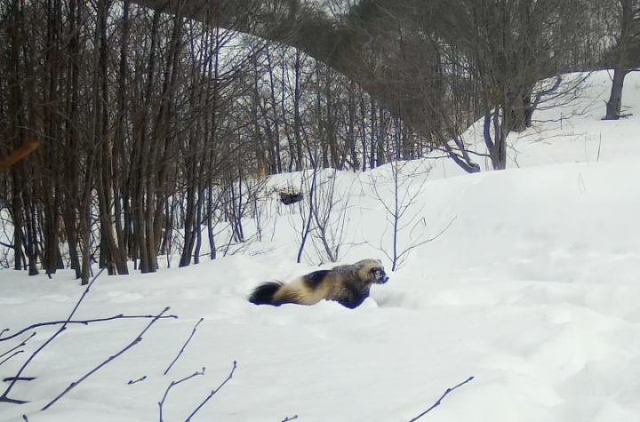 Snow Spa Session: Stealthy Wolverine Revealed in Kamchatka Wilderness