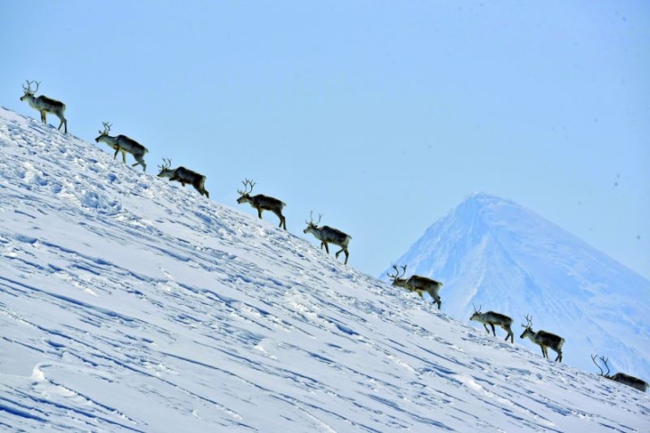 Russian Reserve Boosts Defenses for Endangered Wild Reindeer