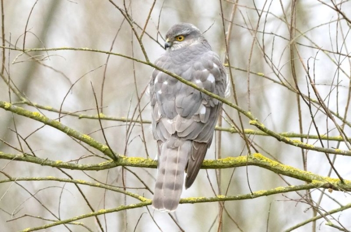 Urban Wildlife Drama: Kamchatka Hawk’s Stairwell Escape