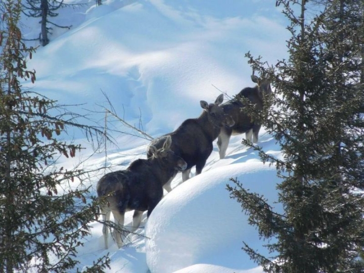 Russian Poachers Escape Jail with Heavy Fines and Charity for Moose Kill