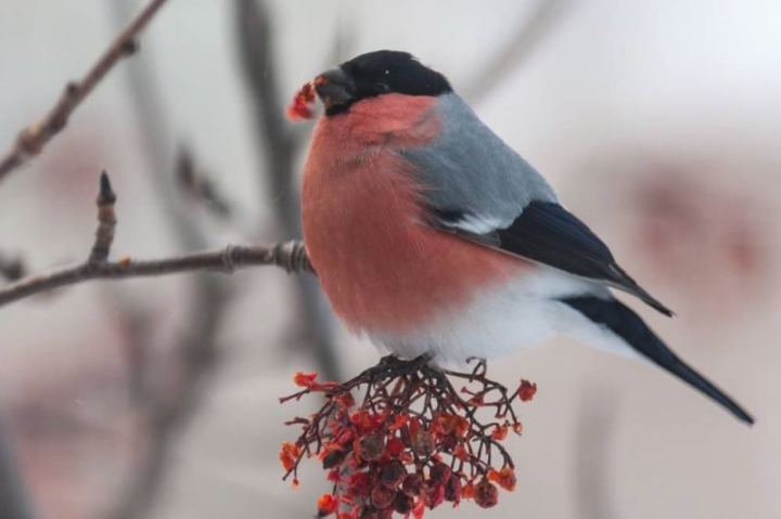 Kamchatka’s Winter Feast: Birds Indulge in Nature’s Icy Bounty