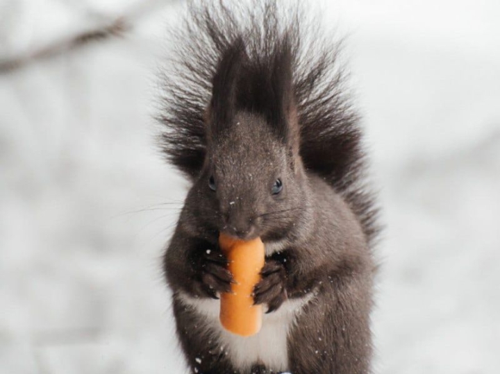 Russia’s Green Legacy: A Century of Nature Preservation Efforts