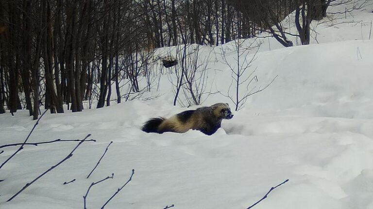 Remote Russia: Camera Traps Reveal Elusive Wolverine’s Secrets