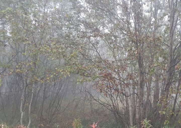 Russia’s Far East Embraces Green Future with Major Reforestation Drive