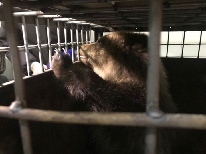 Kamchatka Unveils ‘Bear Land’: A Sanctuary for Predators and Coexistence