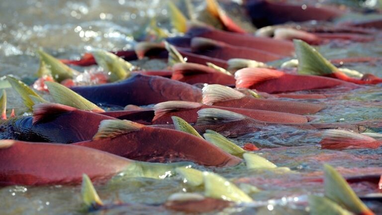 Kamchatka’s Sockeye: Russia Launches Major Conservation Effort for UNESCO Site