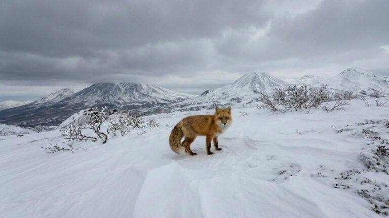 Kamchatka’s Arctic Survivors: A Glimpse into Fox Life and Love