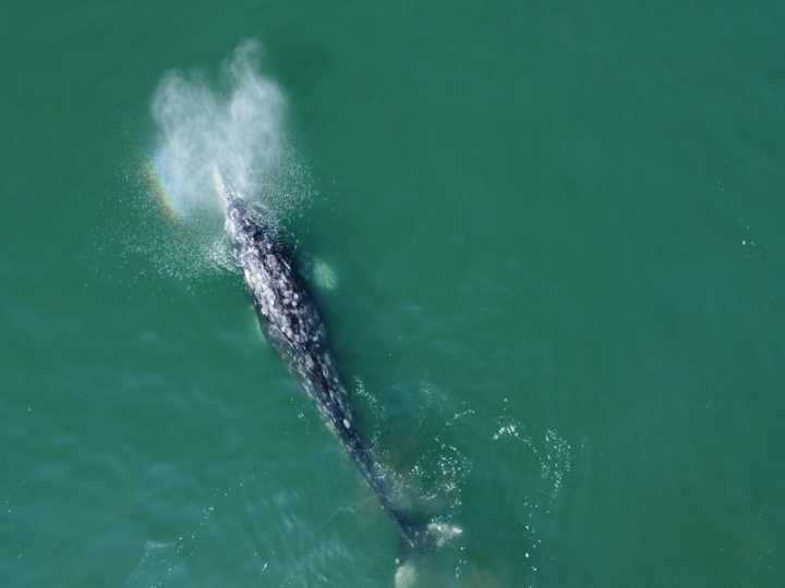 Russia Intensifies Efforts to Safeguard Critically Endangered Gray Whales