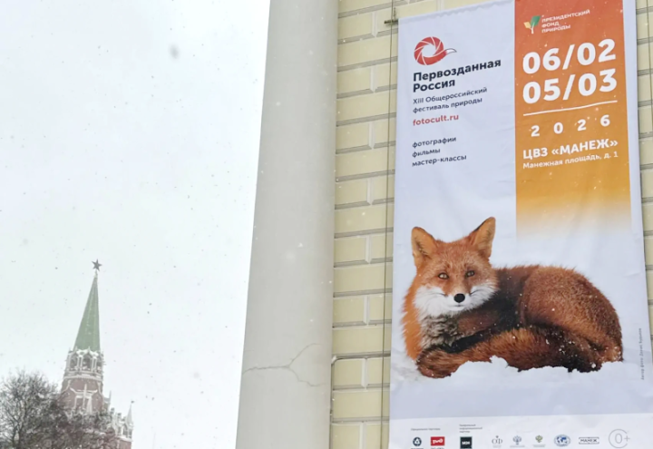 Kamchatka’s Iconic Fox Takes Center Stage at National Exhibition