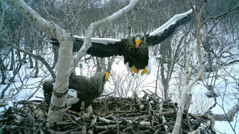 Kamchatka Expedition Offers Glimpse into Future of Eagle Conservation