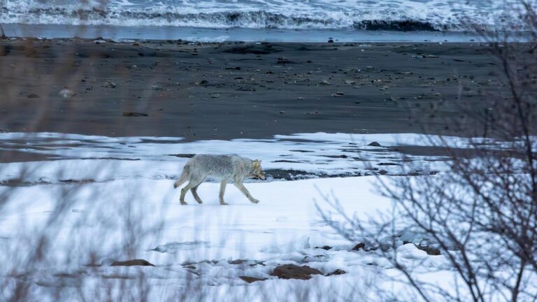 Arctic Warming Redraws Hunt for Kamchatka Wolves: A Climate Challenge
